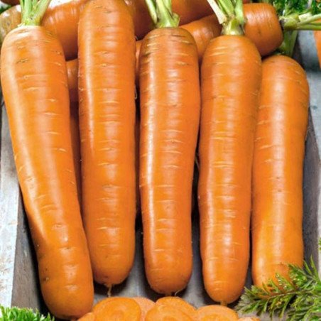 Морковь Флаккоро