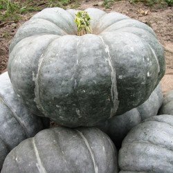 Pumpkin Slavuta