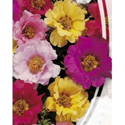 Moss-Rose Double Mix
