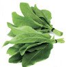 Sorrel Transilania