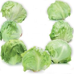 Iceberg Lettuce Seven Icebergs Mix