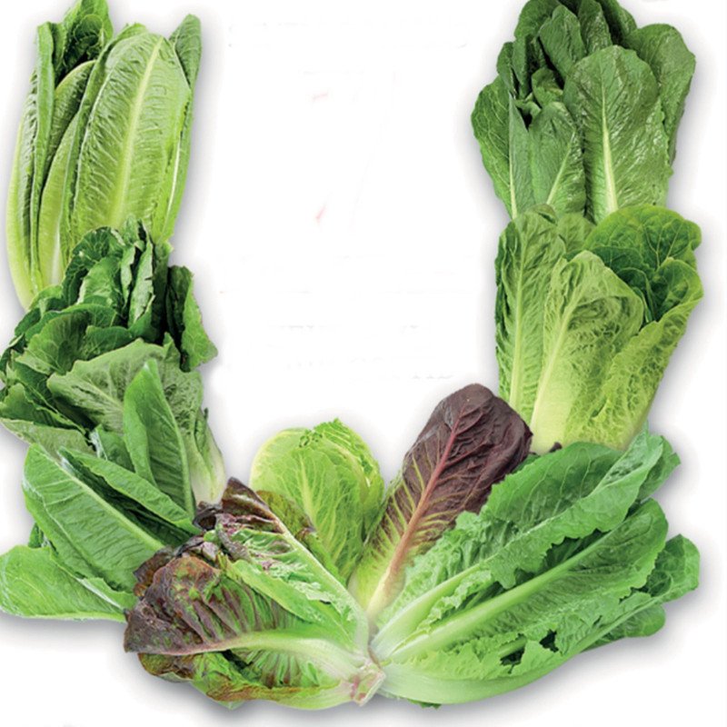 Romaine Cos Lettuce Seven Romaines Mix