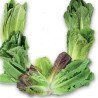 Romaine Cos Lettuce Seven Romaines Mix