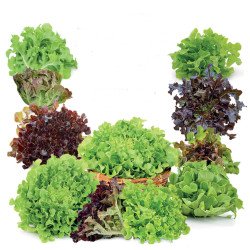 Oak Leaf Lettuce Oakleaf Mix