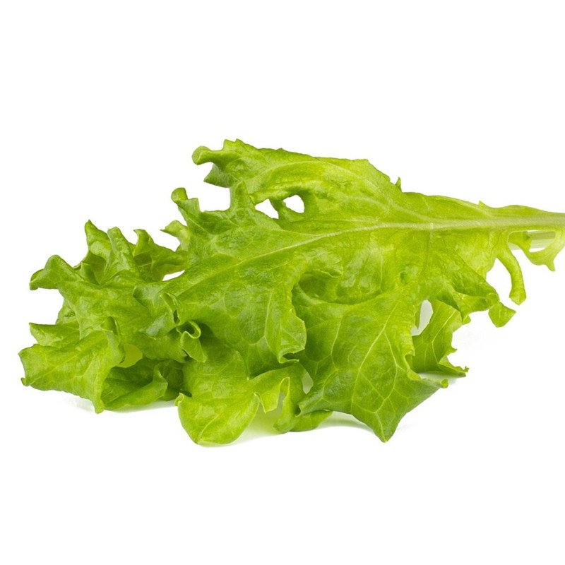 Oak Leaf Lettuce Philadelphia