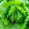 Iceberg Lettuce Frisee de Beauregard