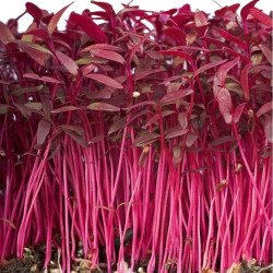 Microgreen Seed Amaranth