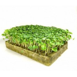 Microgreen Seed Broccoli