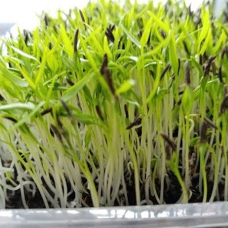 Microgreen Seed Chervil