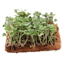 Microgreen Seed Kohlrabi