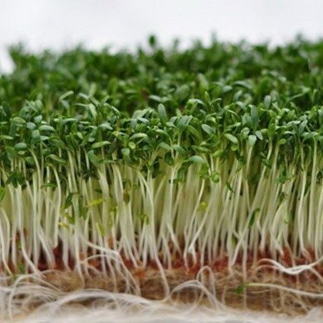 Microgreen Seed Cress