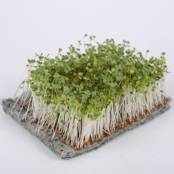 Microgreen Seed Arugula