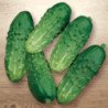 Cucumber Losha F1