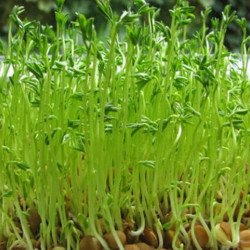 Microgreen Seed Lentil