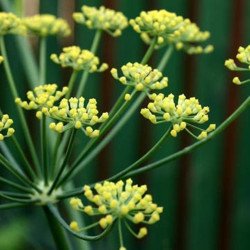 Dill Odorous