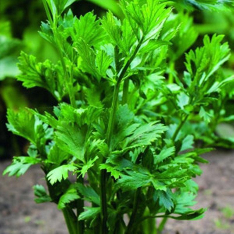 Leaf Celery Vougirard