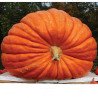 Pumpkin Dills Atlantic Gigant Classic