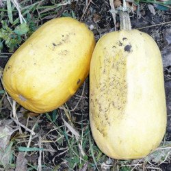 Squash Bolgarka