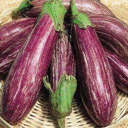 Eggplant Aubergine Tsakoniki