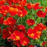 California Poppy Red Chiffon