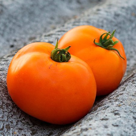 Tomato Orange Status F1