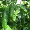 Cucumber Europick F1