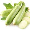 Squash - Zucchini Aspirant