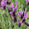 Broad-leaved Broadleaf Purple