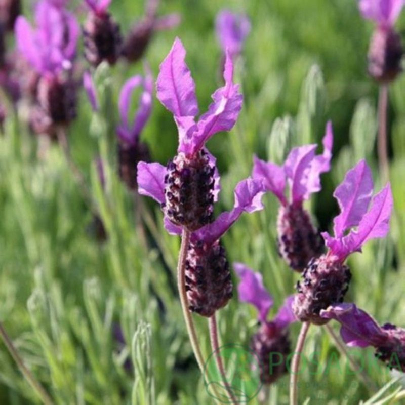 Broad-leaved Lavender Purple Pink