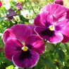 Pansy Viola Swiss Giant Pink