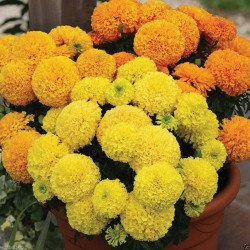 Mexican Marigold Large Flower Mix
