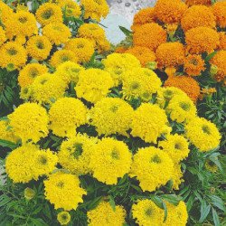 Dwarf Mexican Marigold Cupid Mix