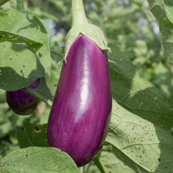 Eggplant Aubergine Violette De Toulouse