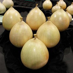 Onion Kelsae Sweet Giant