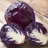 Red Cabbage Koda