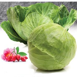 Ball-head Cabbage Futog