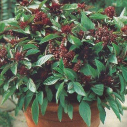 Basil Siam Queen Seeds