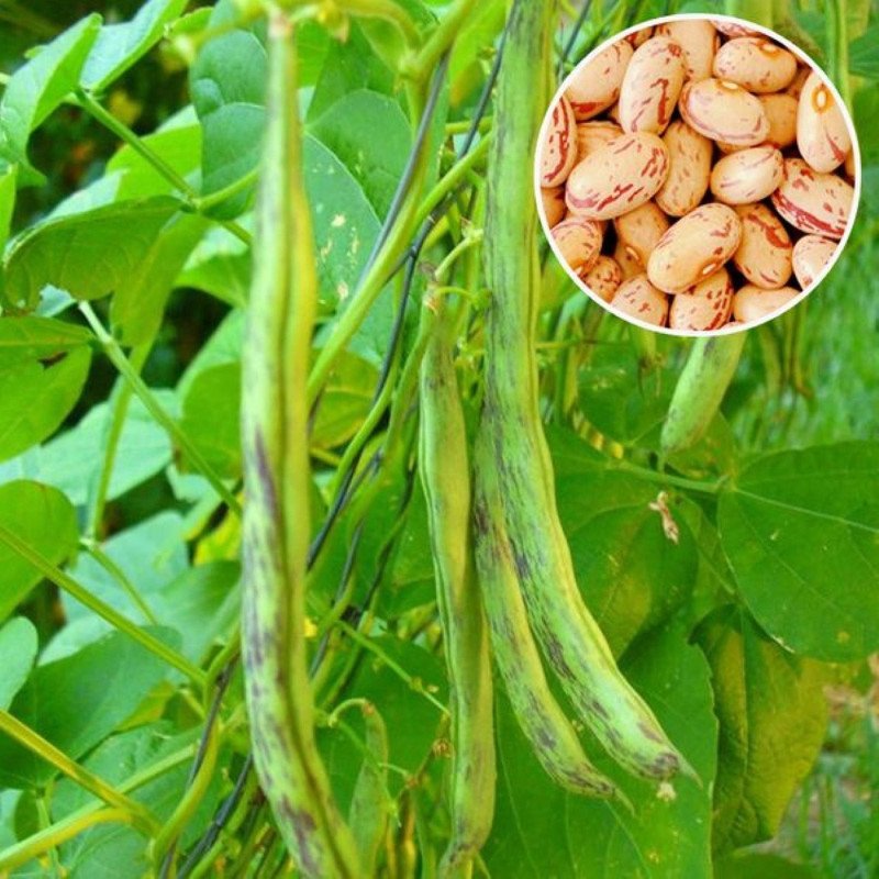 Pole Bean Curly Jimenez