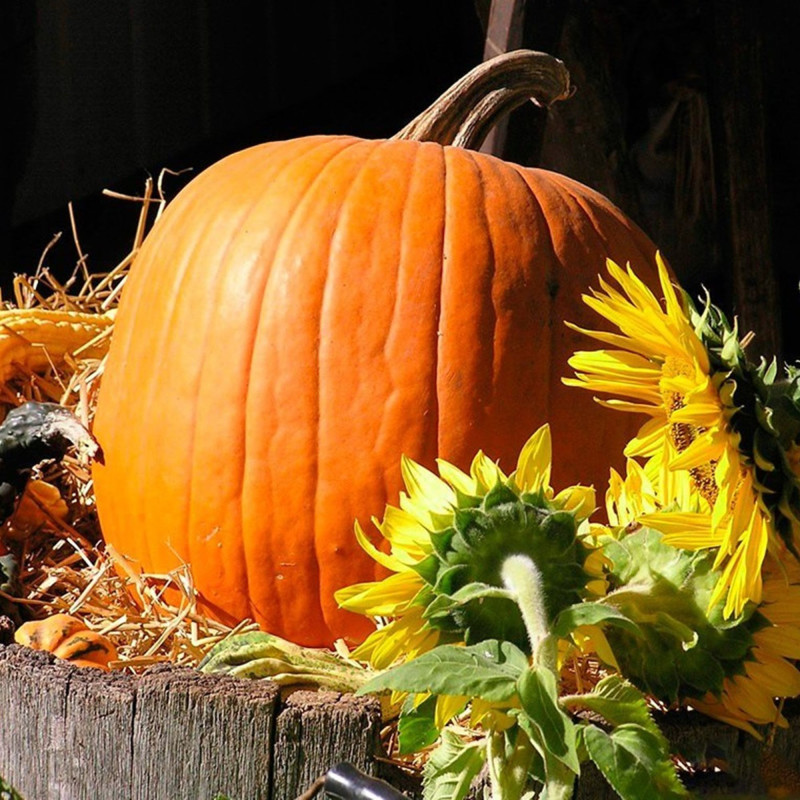 Гарбуз мускатний Гілея