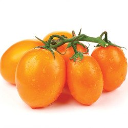 Tomato K-54-77