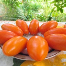 Tomato Elisha