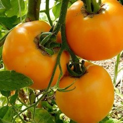 Tomato Joyful