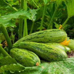 Squash - Zucchini Sailor