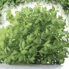 Garden Cress Greek Common Leaf