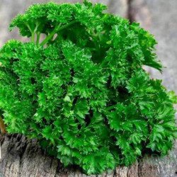 Curly Leave Parsley Moskrause