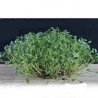 Garden Cress Pepper Cress