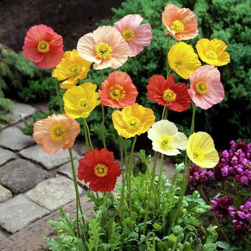 Alpine Poppy Mix