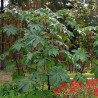 Castor Bean