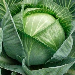 Ball-head Cabbage First Harvest F1