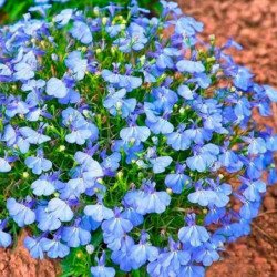 Garden Lobelia Blue Carpet